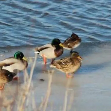 Apartment Haus Pilsumer Deichblick *