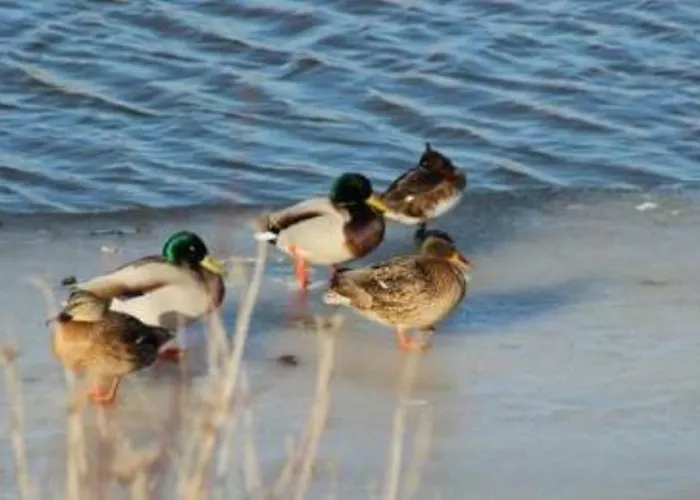 Apartament Haus Pilsumer Deichblick *